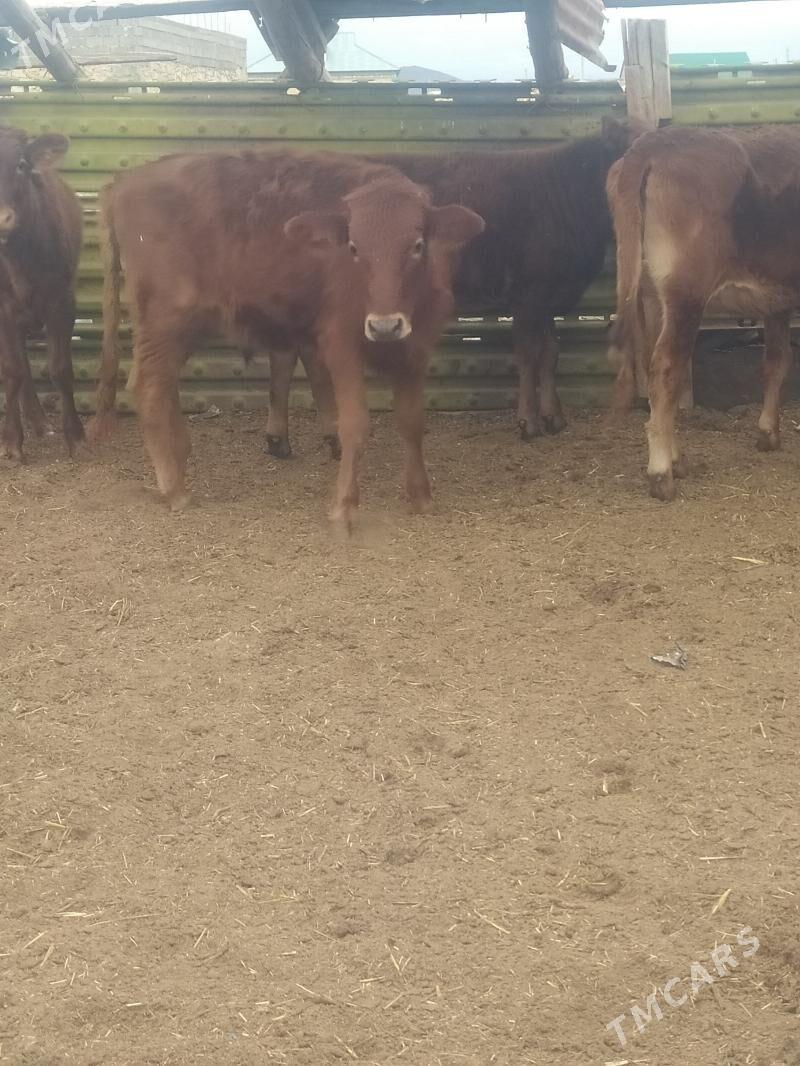 gole - Гызыларбат - img 1