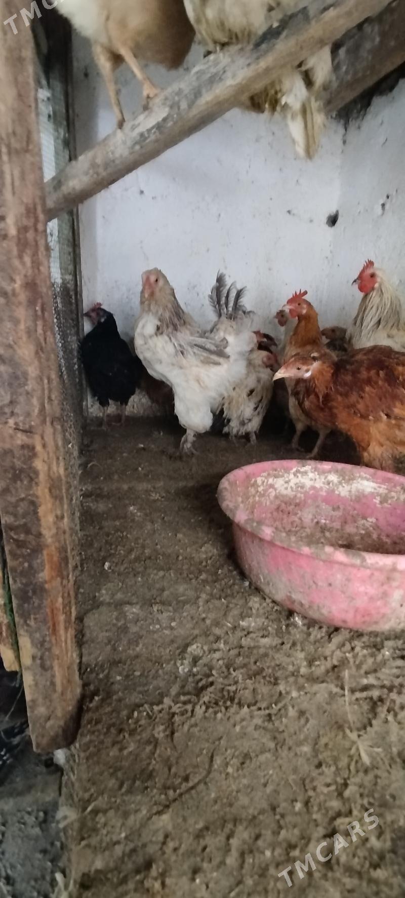 towuklar - Gyzylarbat - img 1