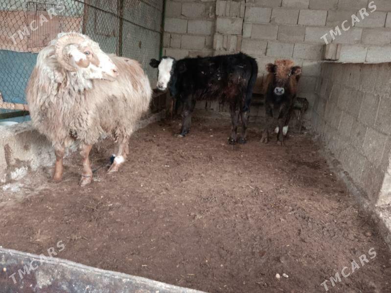 öküzler we goç - Балканабат - img 1