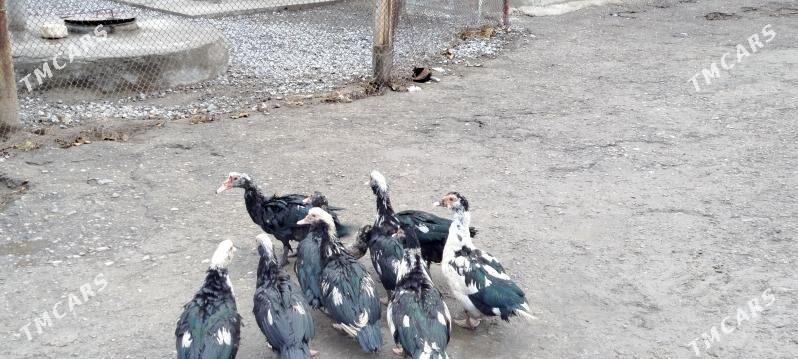 ordekler - Gyzylarbat - img 1