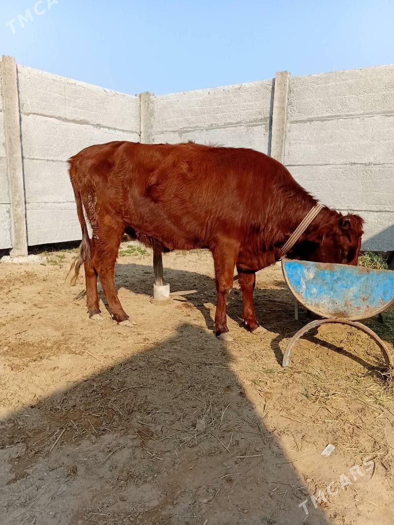 gulajyn - Сакарчага - img 1