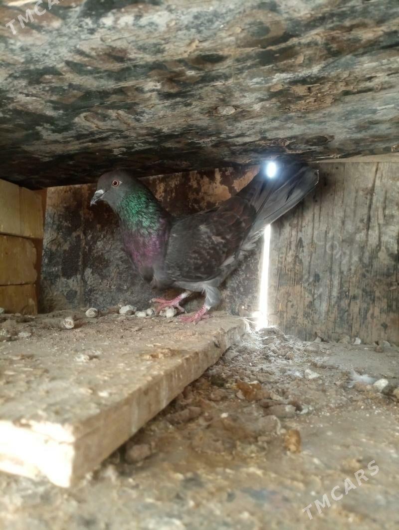 Kepderi - Mary - img 1