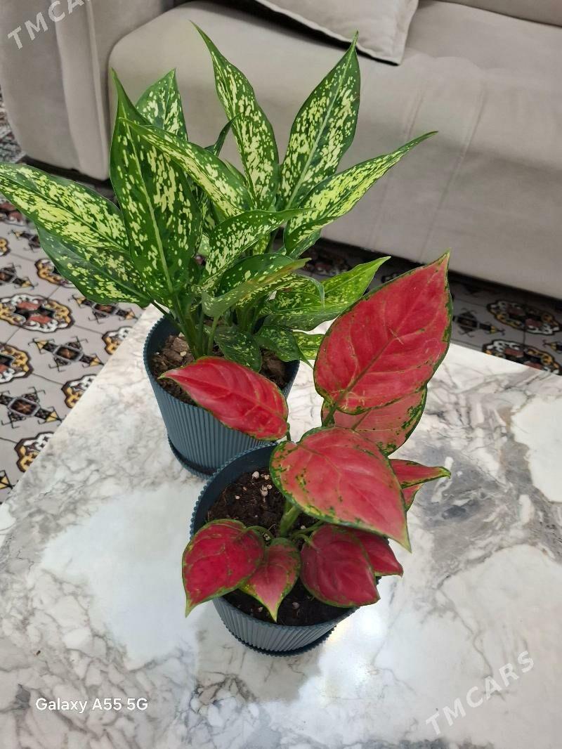 gul комнатные растения - Parahat 2 - img 1