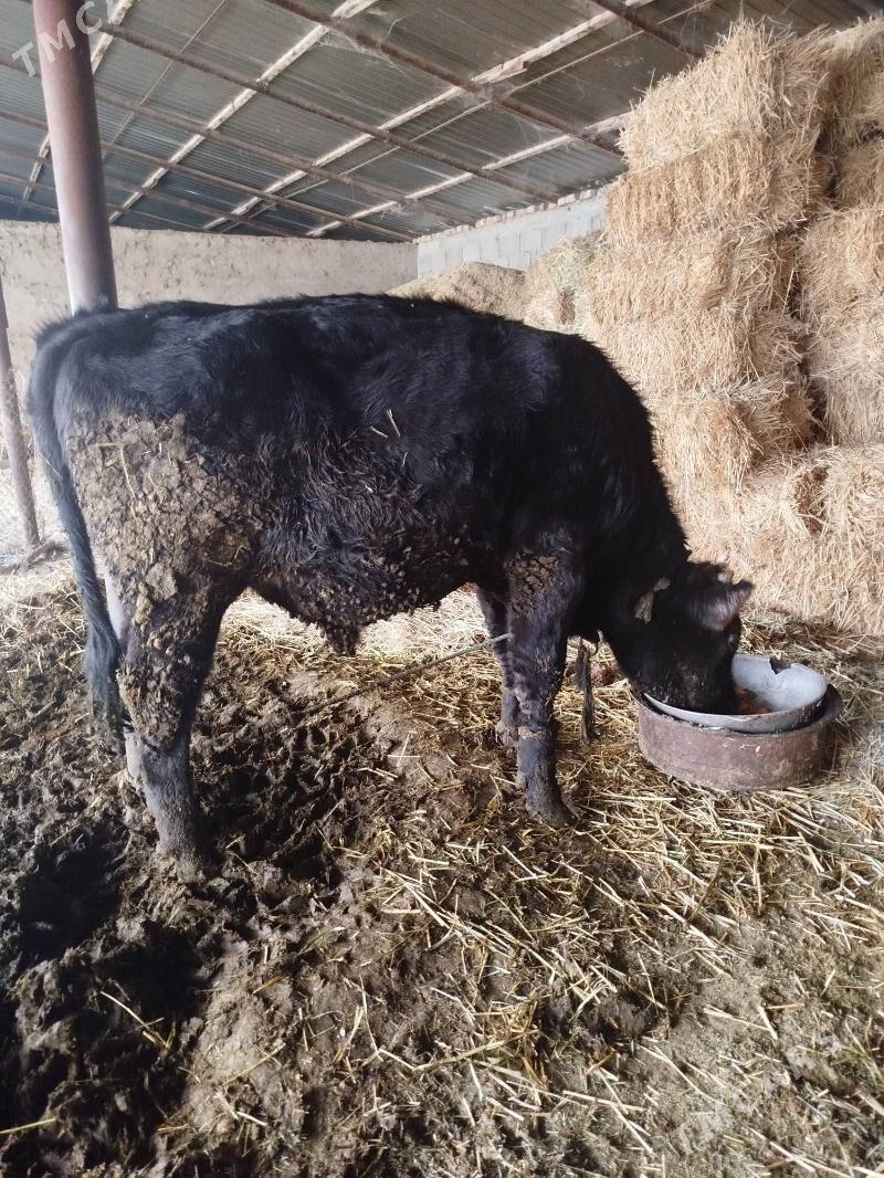 Ökuz - Гёкдепе - img 1