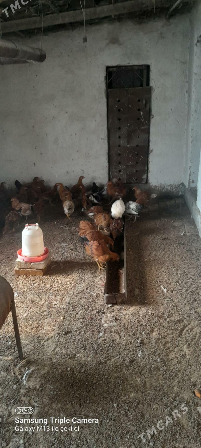 horazlar - Wekilbazar - img 1