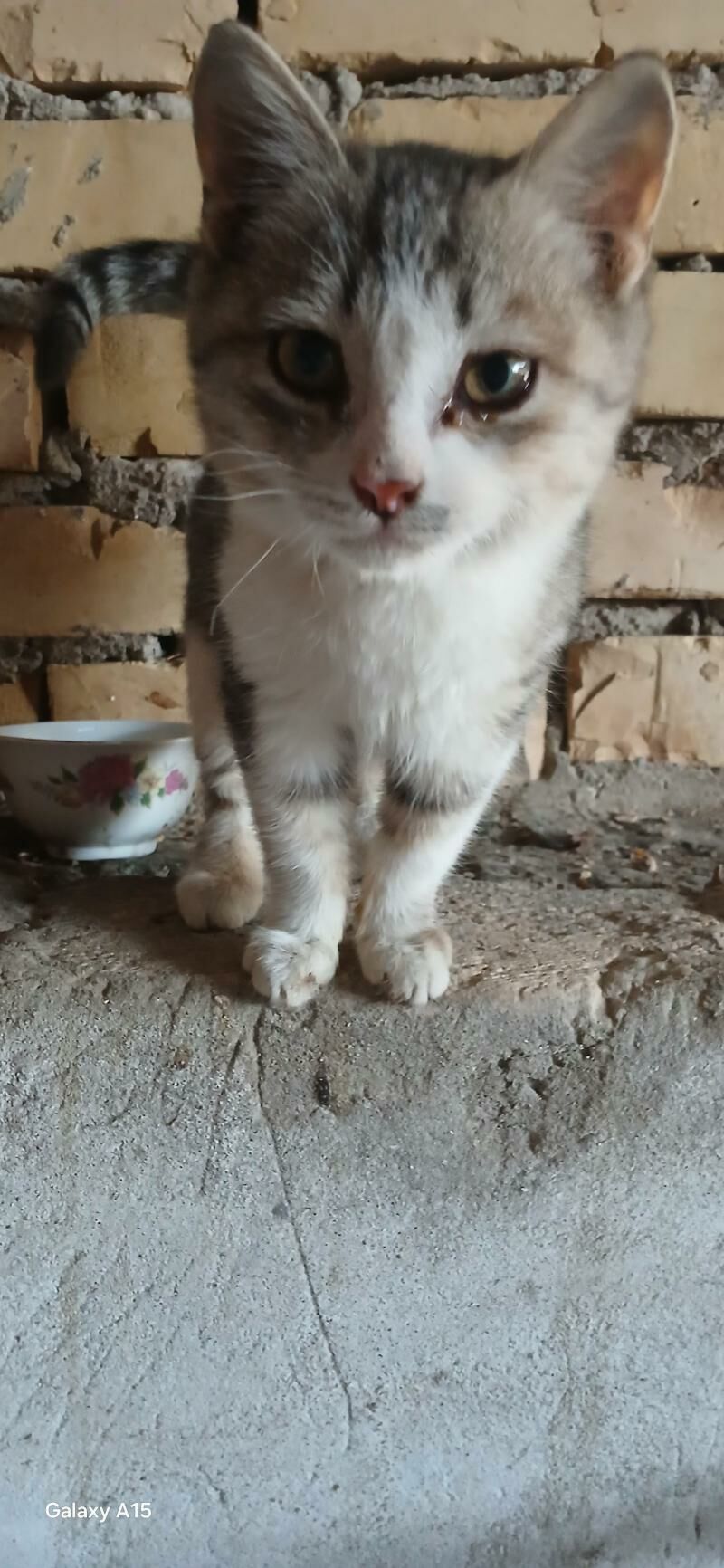 котенок - Türkmenabat - img 1