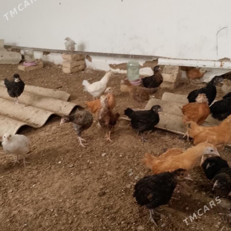 towuk juje - Mary - img 1