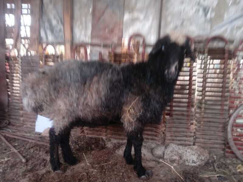 semiz goýun biri galdy - Бекреве - img 1