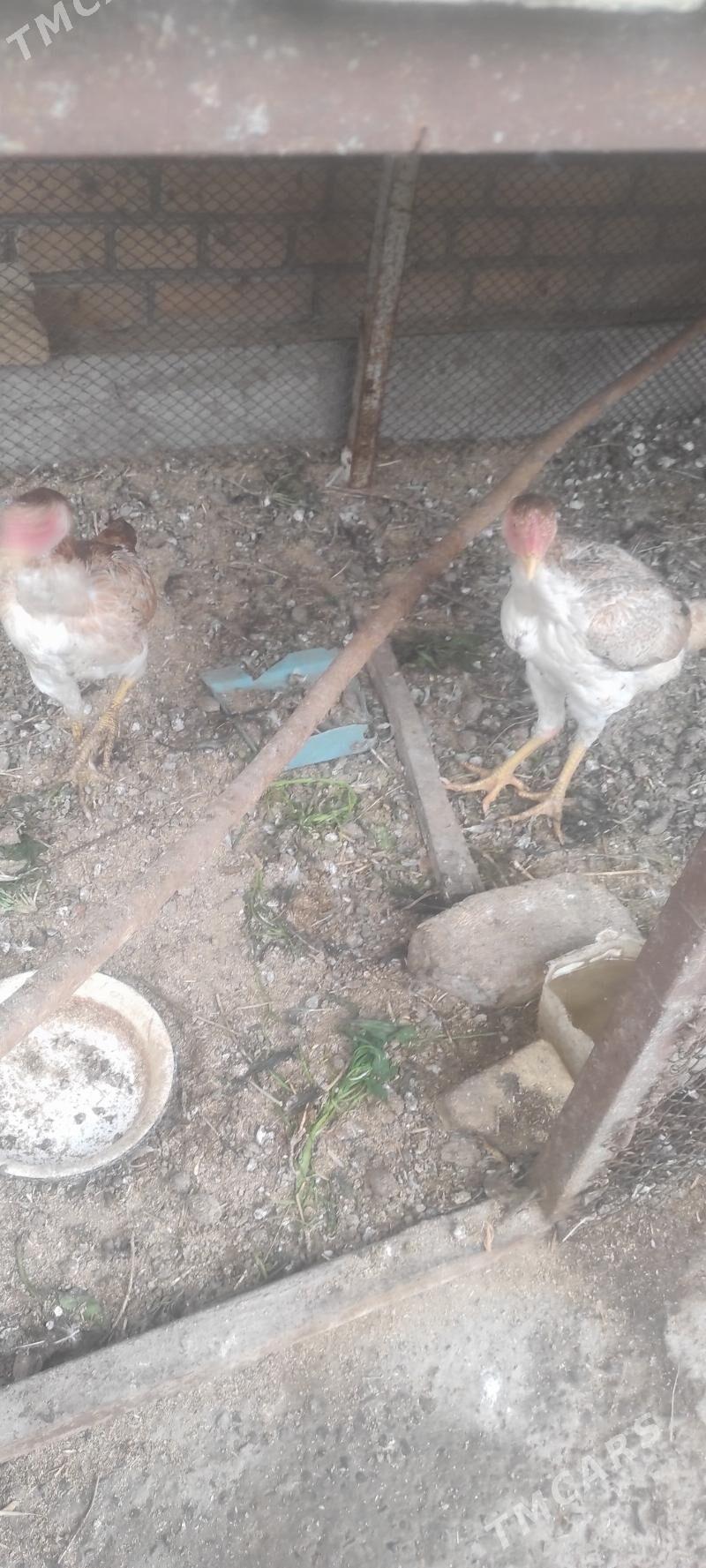 towuk - Sakar - img 1