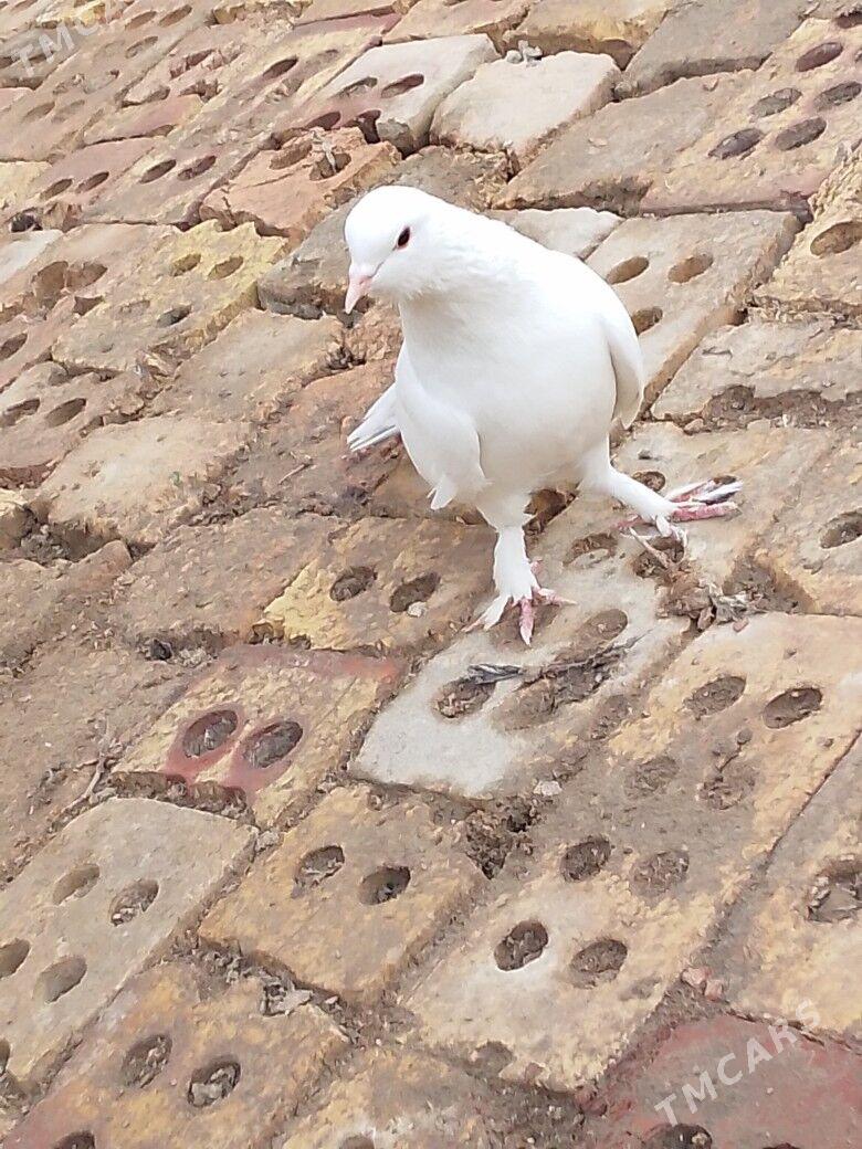 kepderi - Mary - img 1