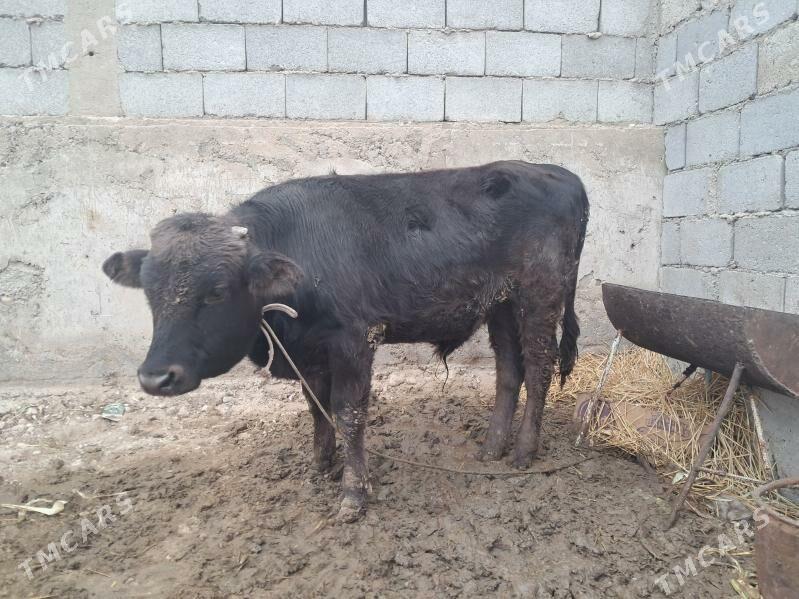 Öküz - Балканабат - img 1