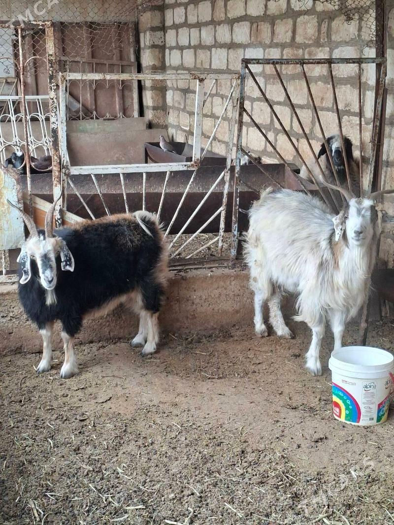 Geci - Gyzylarbat - img 1