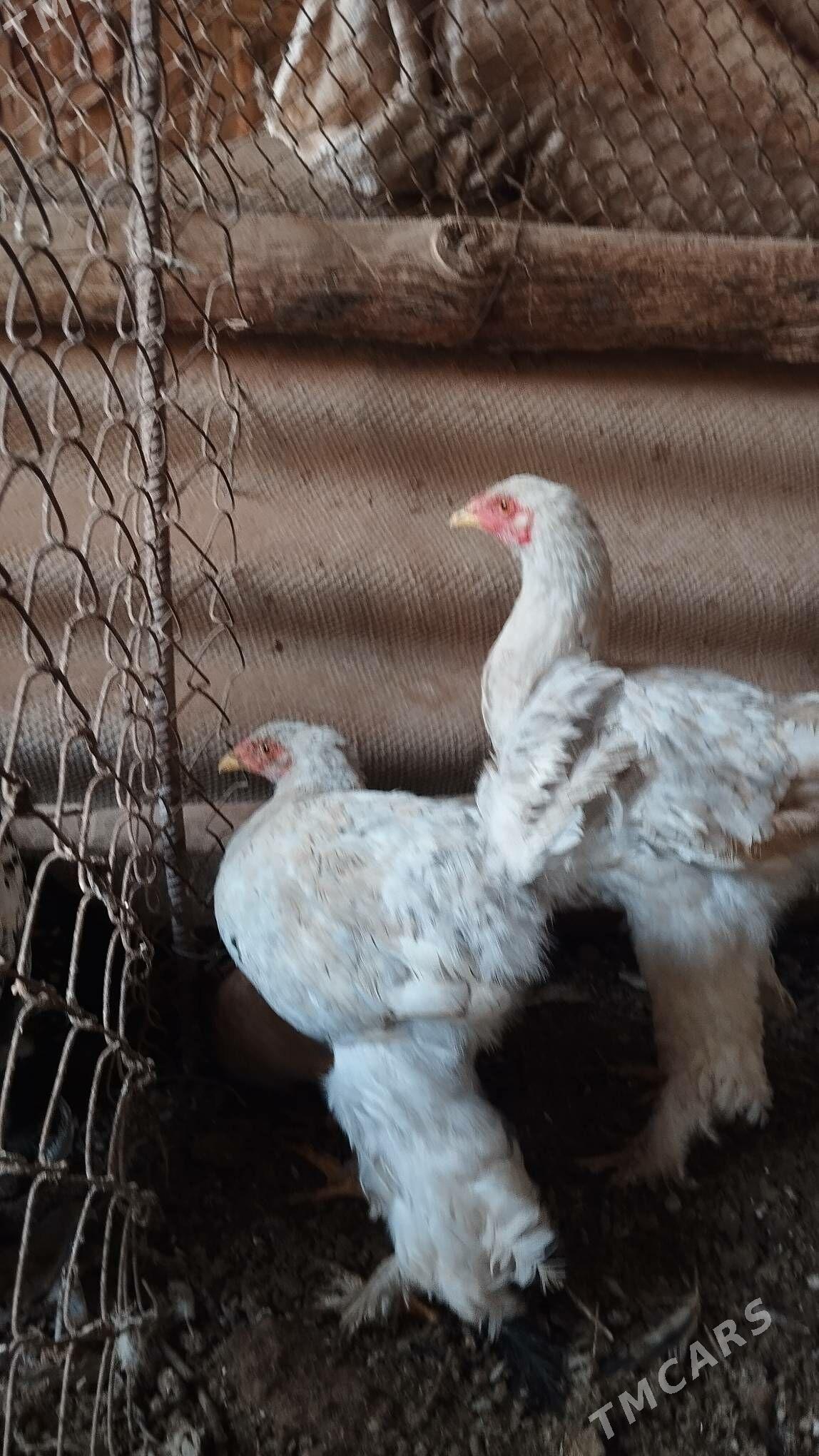 brama lavanda - Теджен - img 1