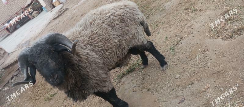 Арап кочкар бойсовый - Daşoguz - img 1