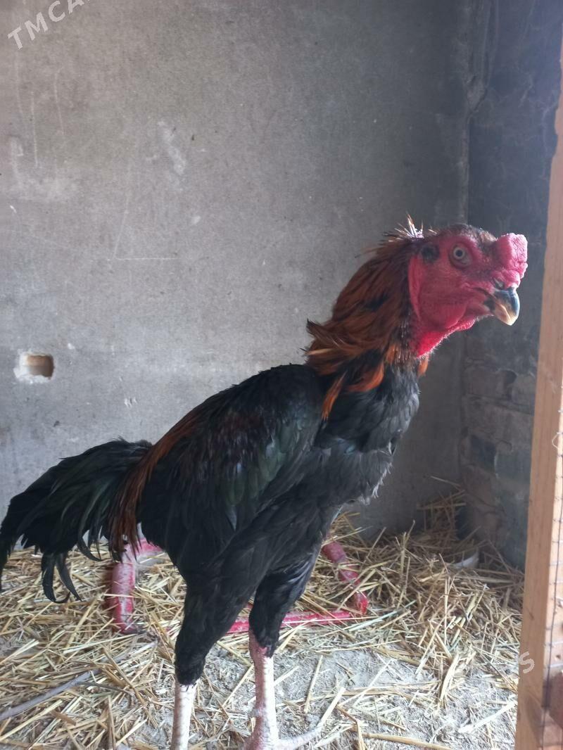 хораз - Türkmenabat - img 1