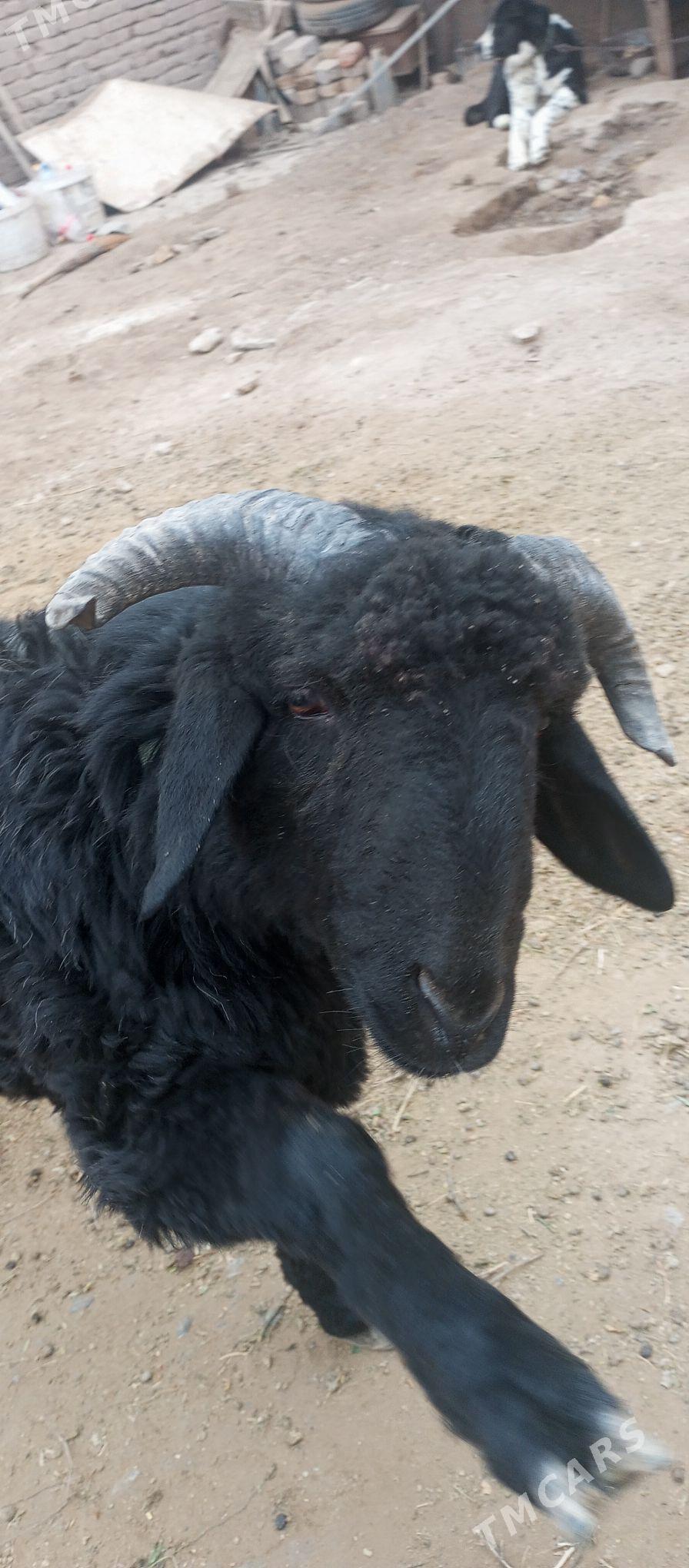 Арап грузы - Дашогуз - img 1