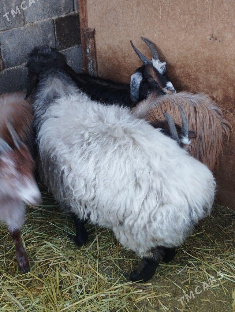 goyun - Анев - img 1