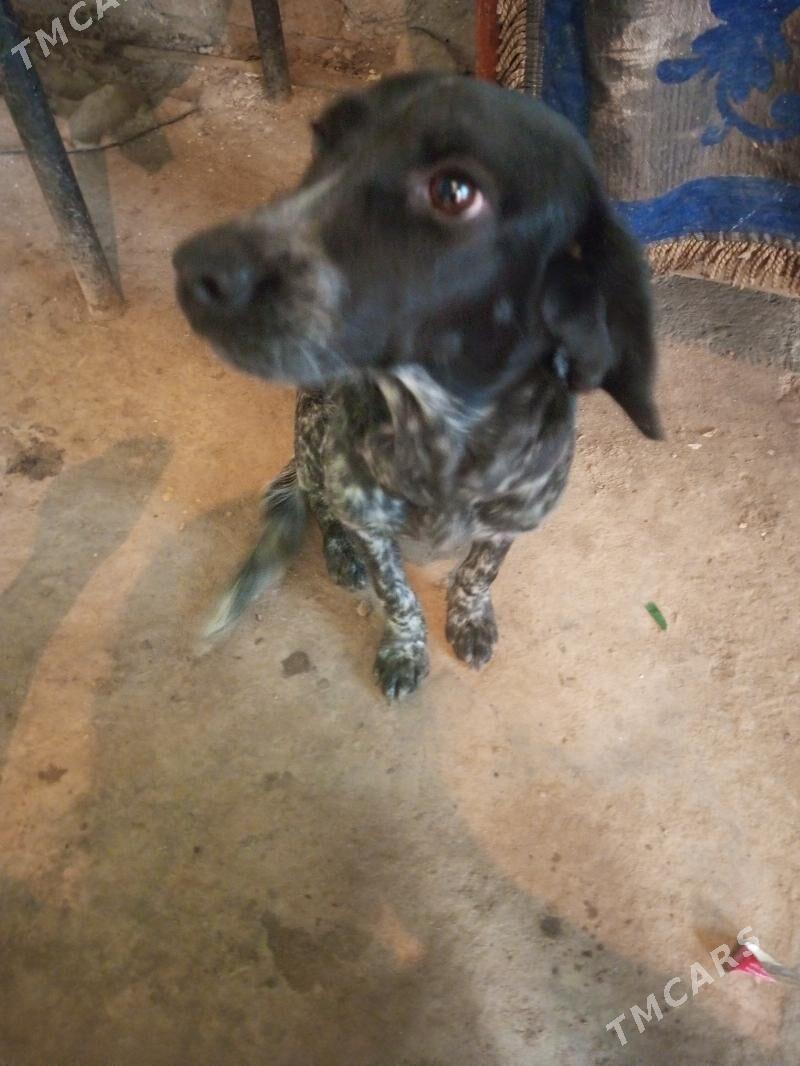 Охотничая собака - Туркменабат - img 1