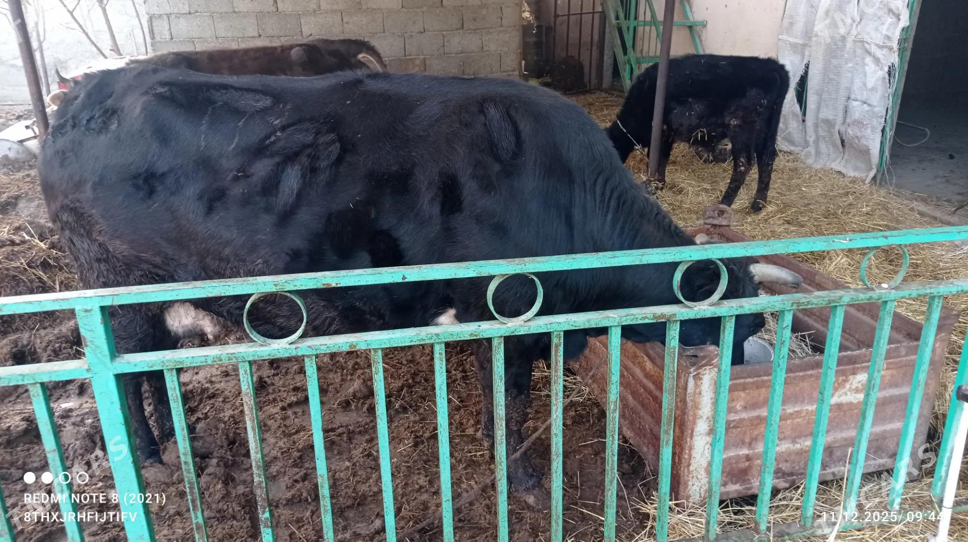 bakylan sygyr - Бузмеин - img 1