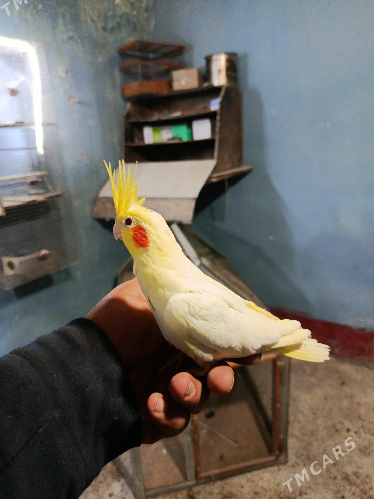 satlyk karelle - Änew - img 1