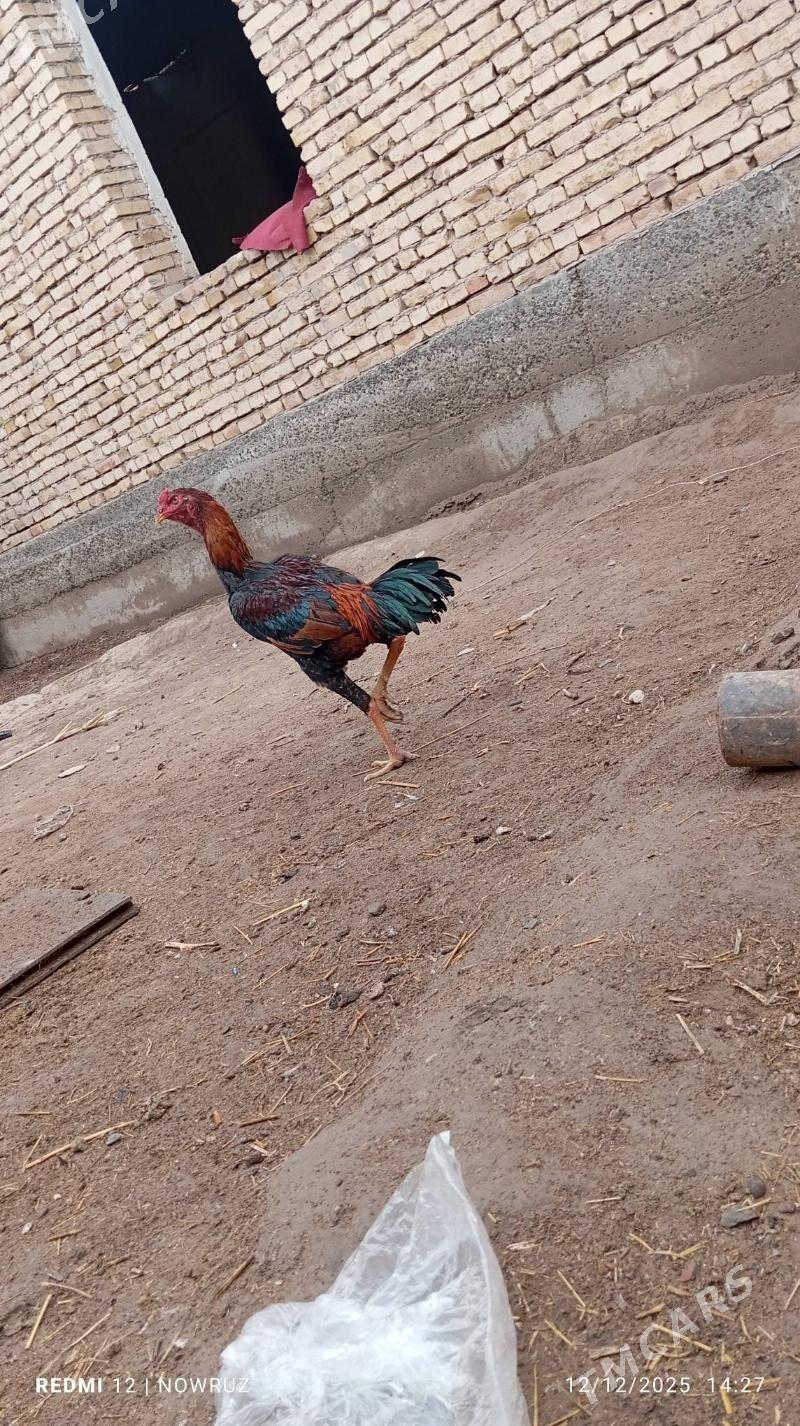 horaz - Sakar - img 1