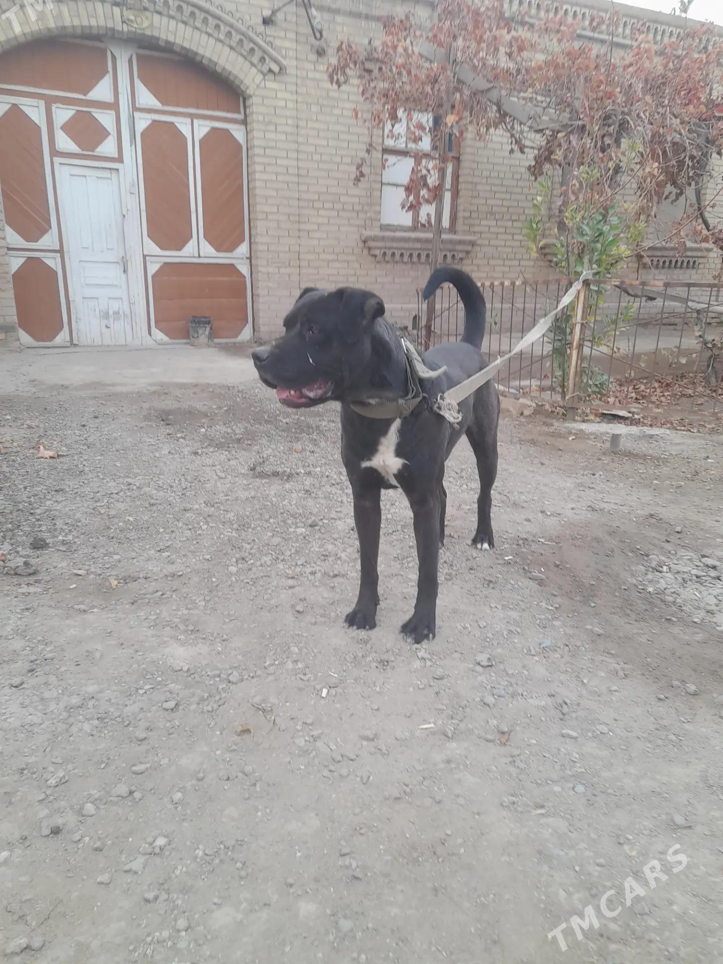 Arap atly pitbul - Туркменабат - img 1