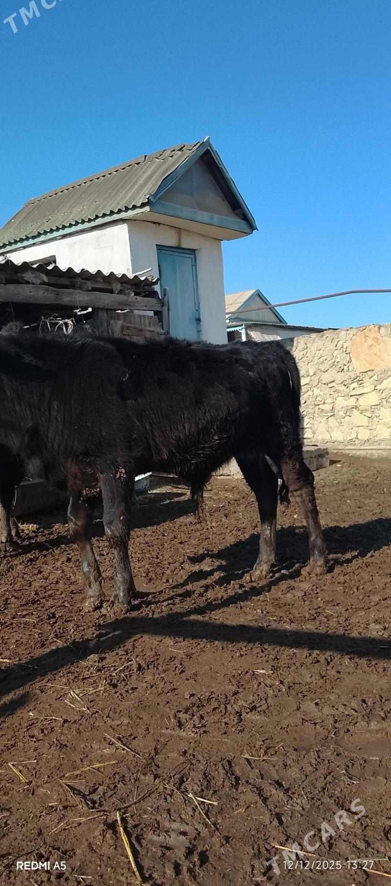 Okuzce - Эсенгулы - img 1