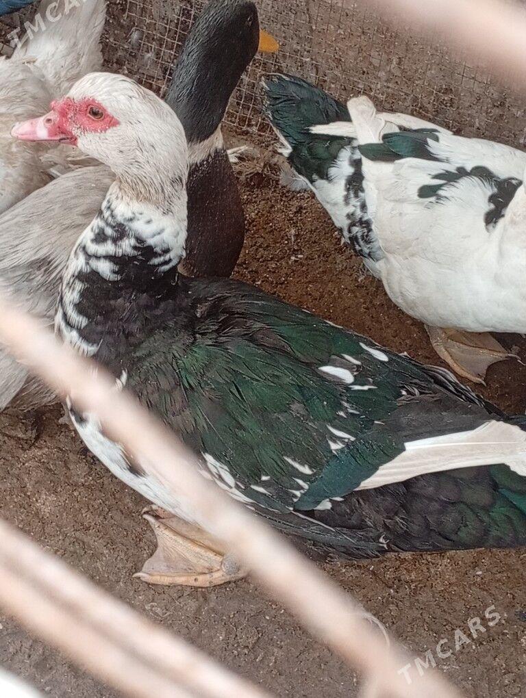 erkek ordekler - Çärjew - img 1