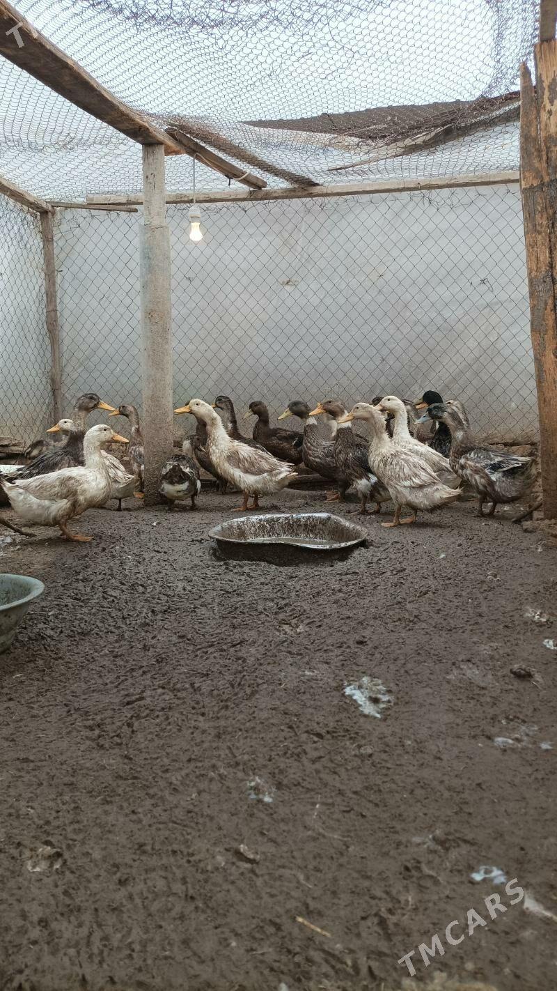 Ordek gaz - Бабадайхан - img 1