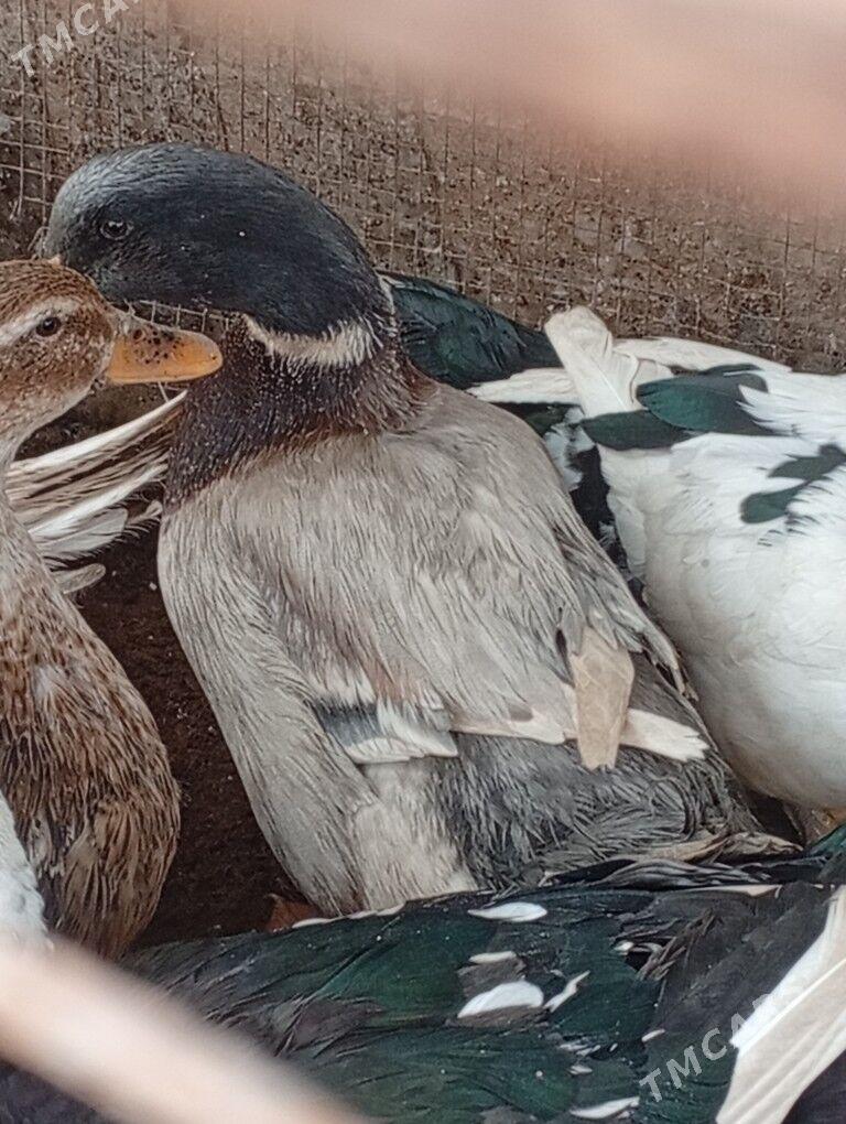 erkek ordek yasyl bas - Çärjew - img 1