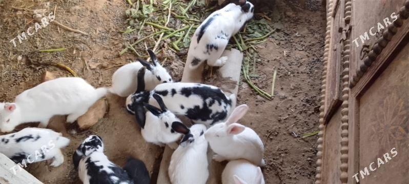 TOWSAN - Baýramaly - img 1