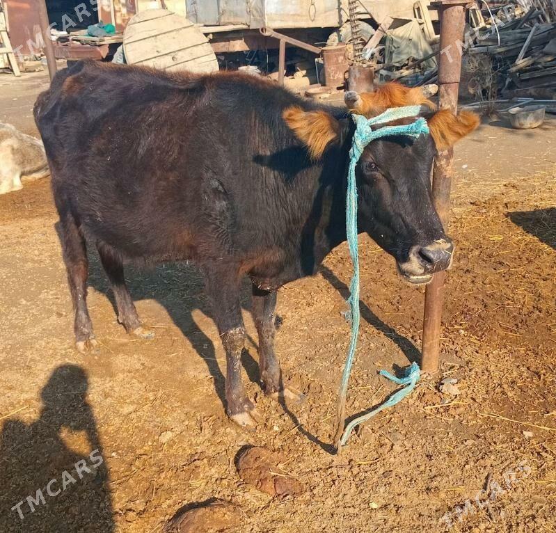 bogaz sygyr - Этрек - img 1