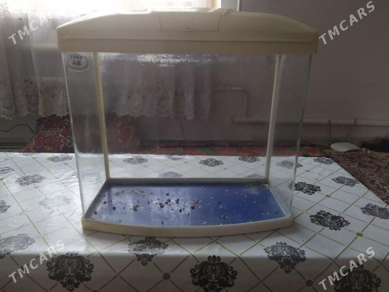 Аквариум - Türkmenabat - img 1