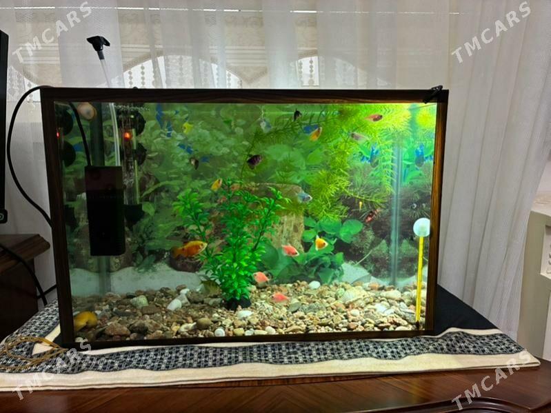 аквариум 30 литров - Aşgabat - img 1