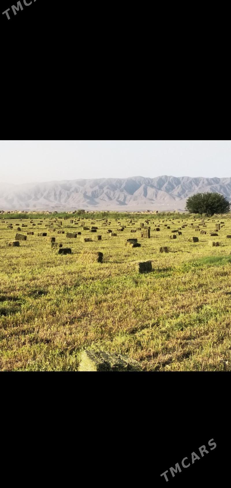 Ýorunja - Bäherden - img 1