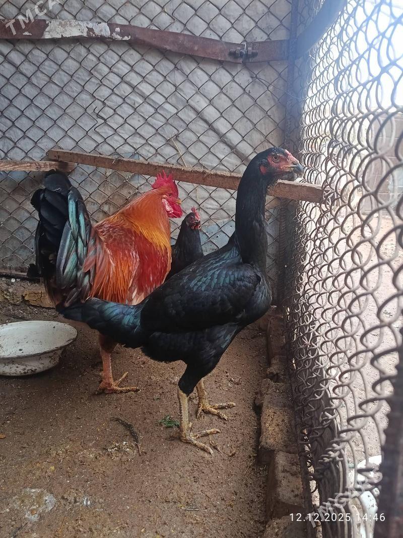 baýsow towuk - Farap - img 1