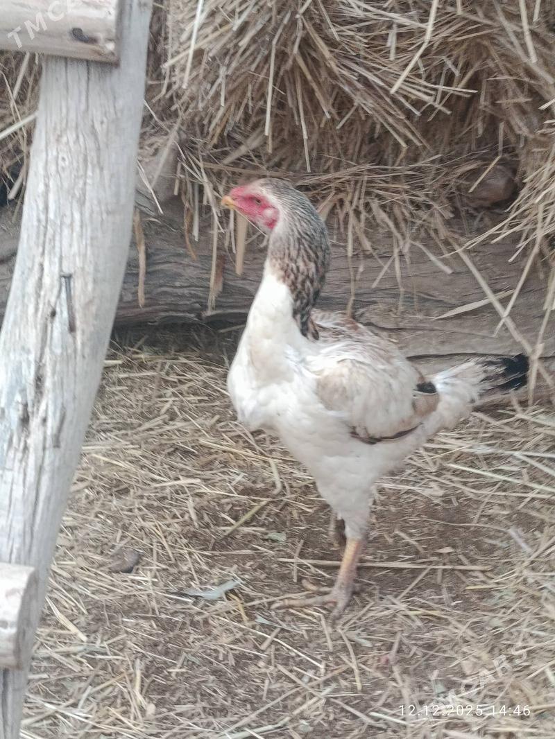 Baýsow towuk - Farap - img 1