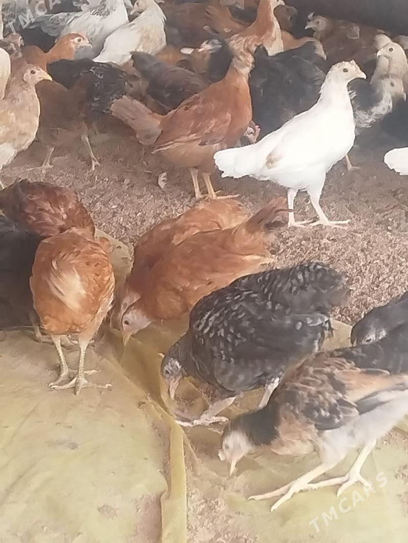 towuk juyje - Murgap - img 1