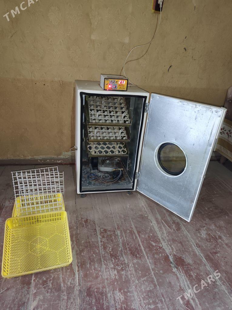 Inkubator - Çärjew - img 1