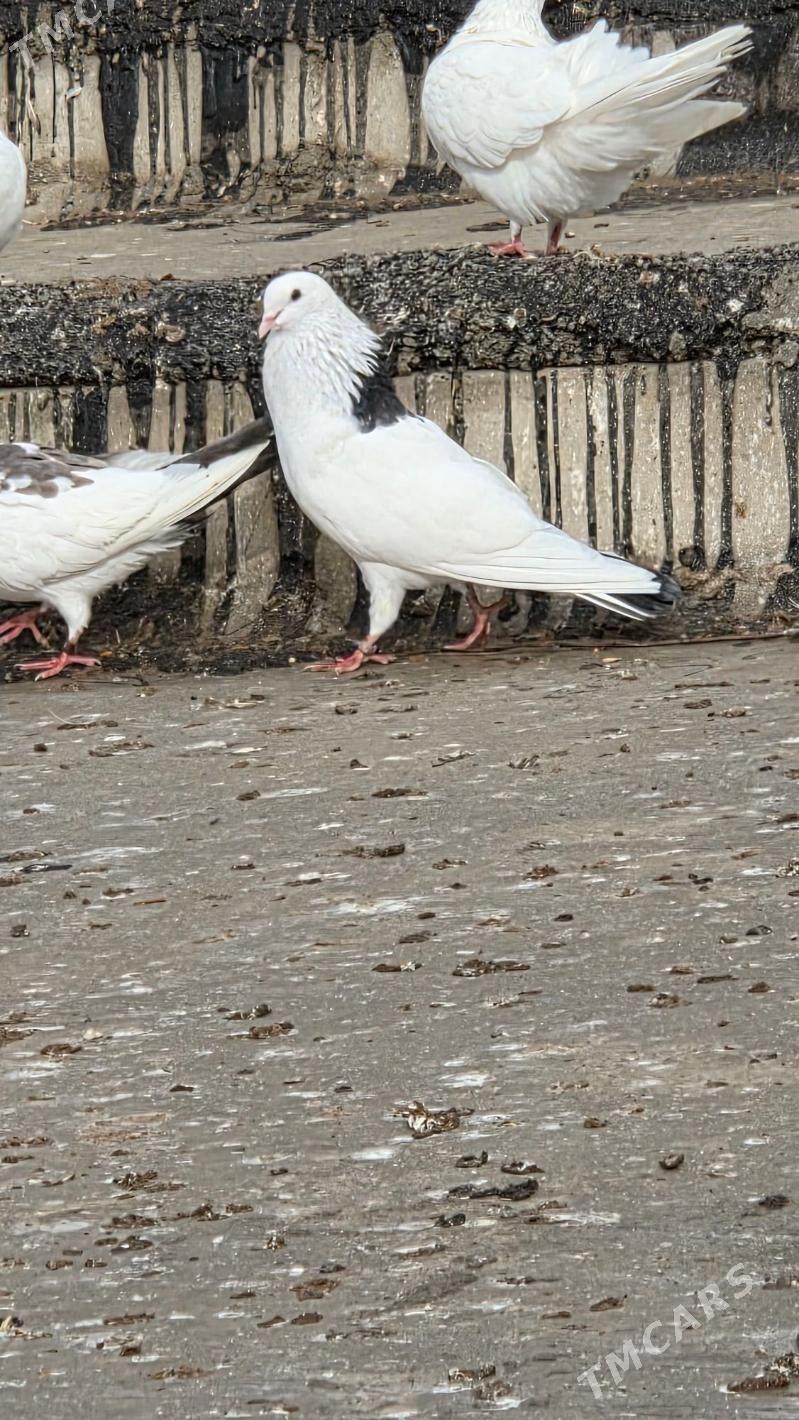 kepderi - Aşgabat - img 1