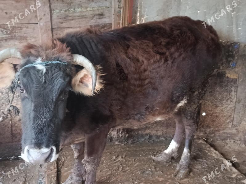 sygyr - Гёкдже - img 1