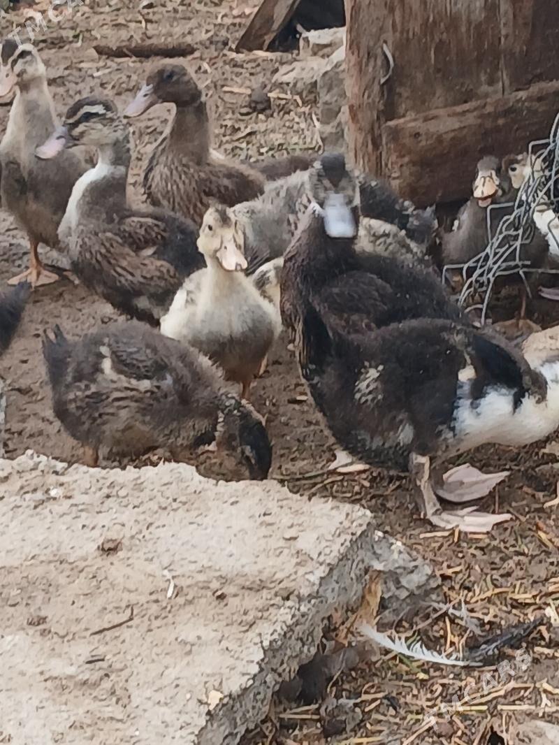 Ördek Indutga - Büzmeýin - img 1