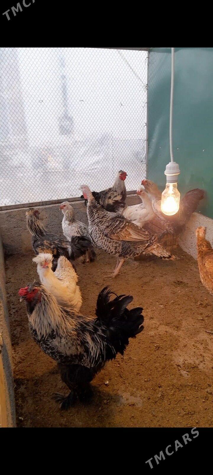 Balagar horaz juje - Aşgabat - img 1