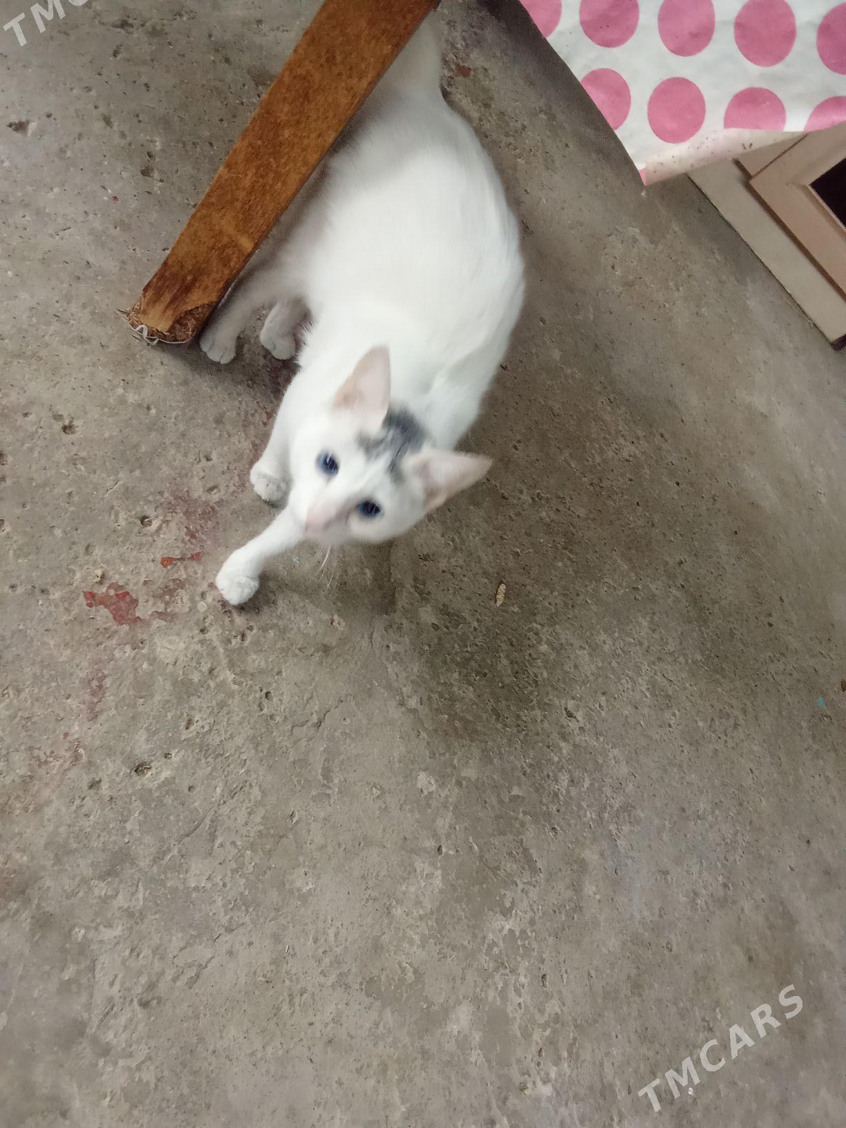 pişik - Hitrowka - img 1