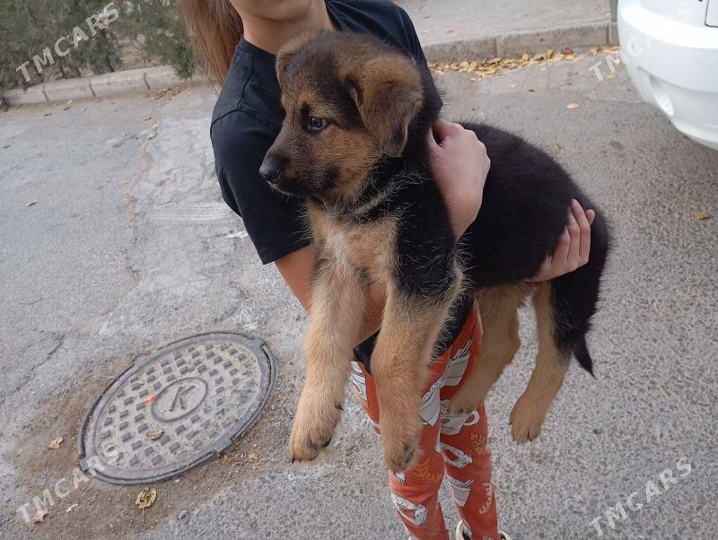 щенки немецкой овчарки - Ашхабад - img 1