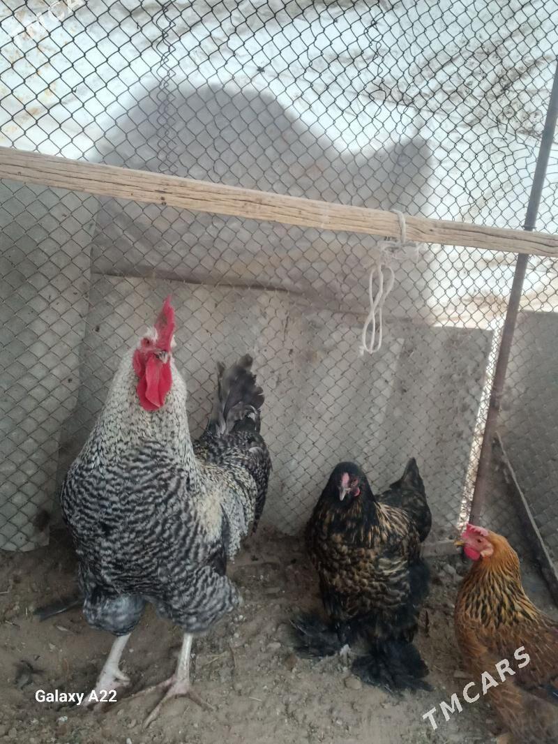 Gigant horoz - Sakarçäge - img 1