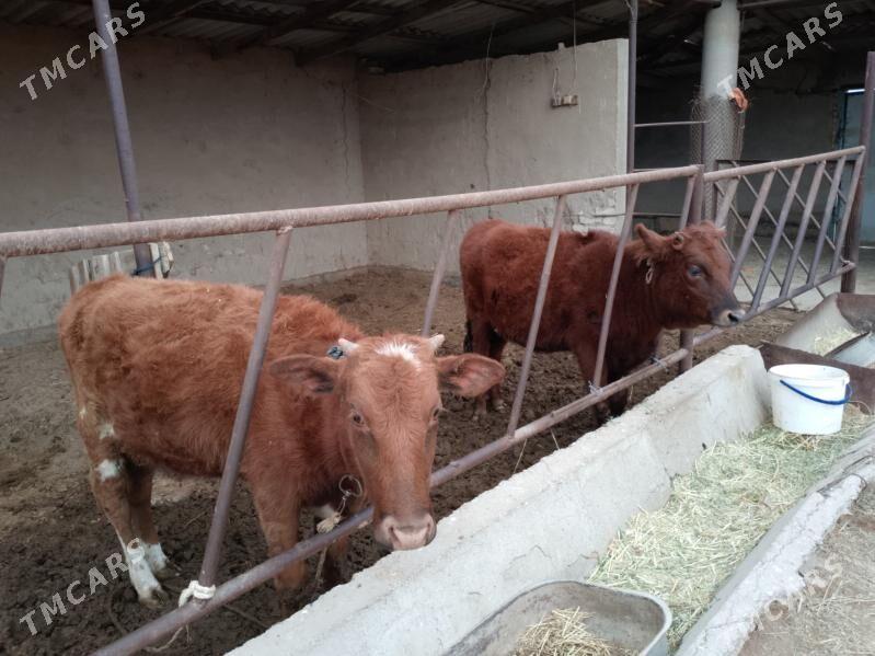 Satlyk göleler - Baýramaly - img 1