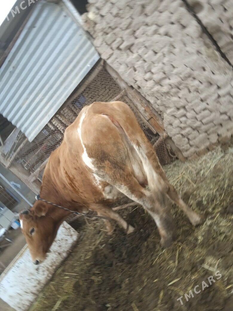 sygyr - Murgap - img 1