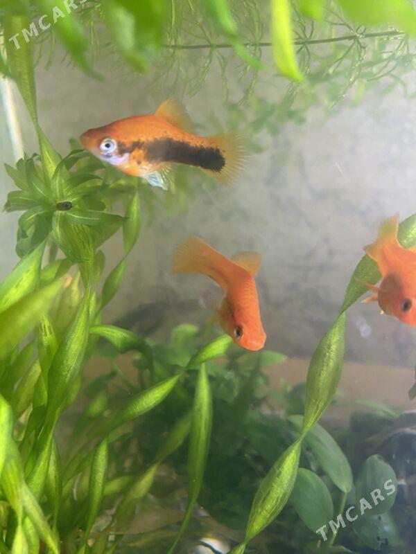 меченосцы - Aşgabat - img 1