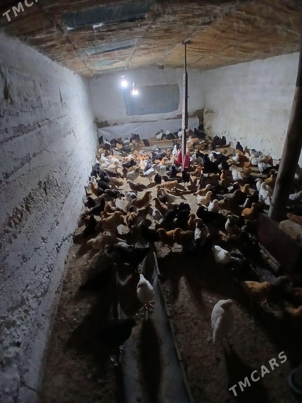 juyje - Sakarçäge - img 1